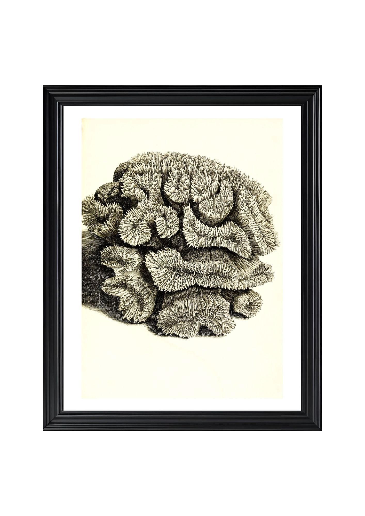 Caryophyllia sinuosa