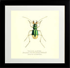 Tetracha Australis