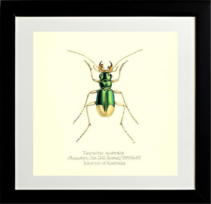 Tetracha Australis