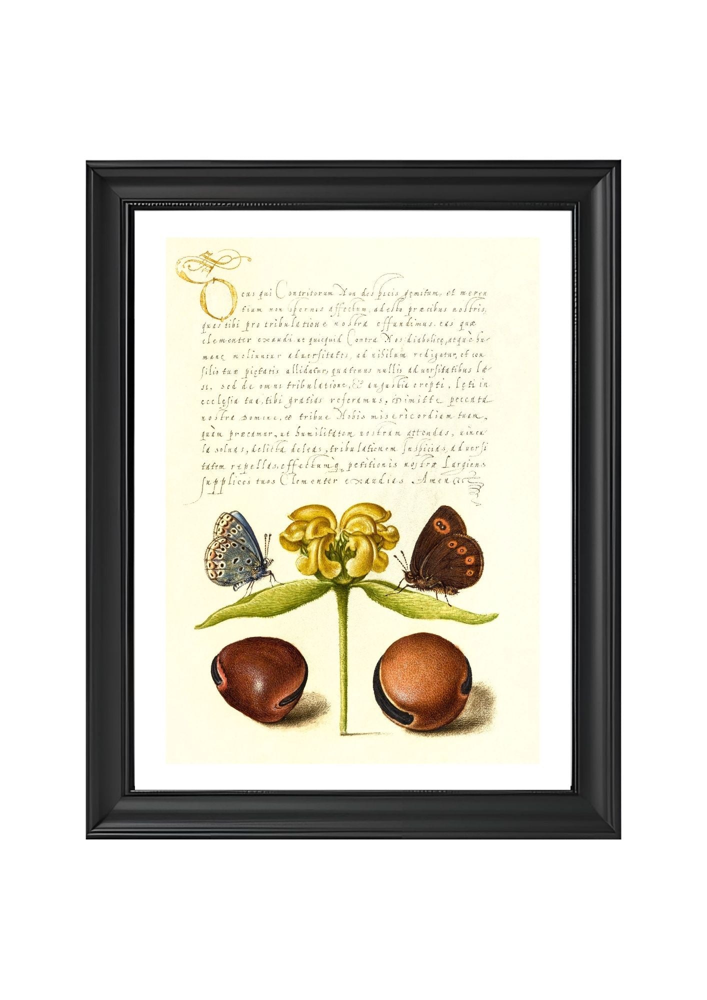 Moths, Jerusalem Sage, and Beans