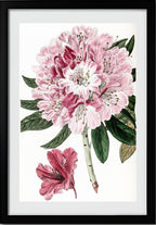 Rhododendron