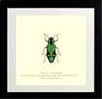 Nascio Carissima