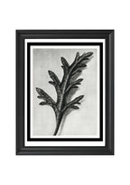 Verbena Canadensis (Rose Mock Vervain)