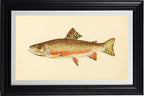 The Brook Trout (Adult Male) Salvelinus-Fontinalis (breeding season coloration)