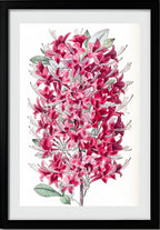 The Highclere Scarlet Azalea