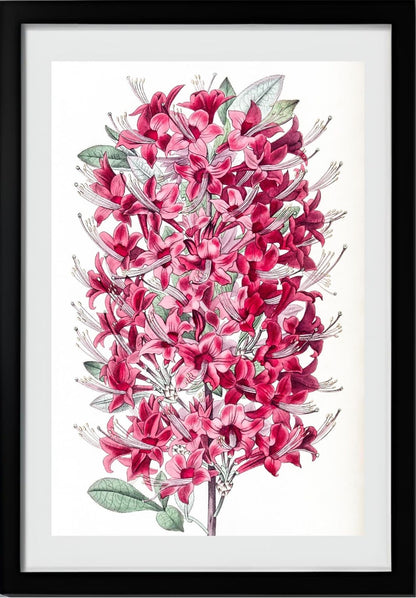 The Highclere Scarlet Azalea
