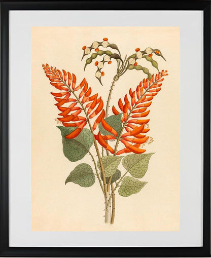 Erythrina, Nov. Specie (Erythrina Humeana)