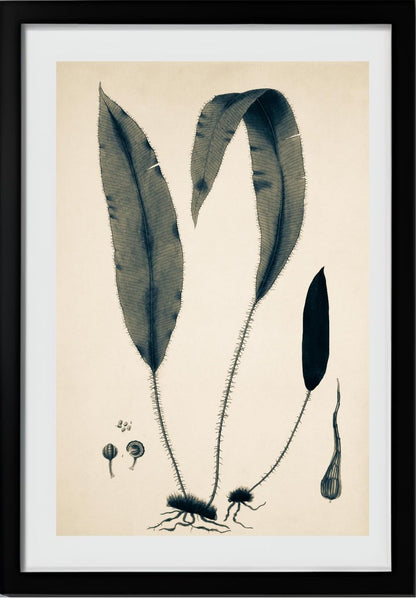 Acrostichum Hybridum