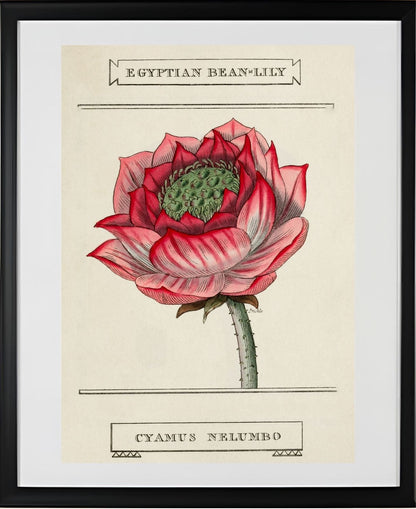 Egyptian Bean-Lily