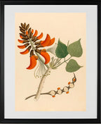 Erythrina Caffra