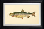 The Tahoe Trout (Adult Male) Salmo-Henshawi