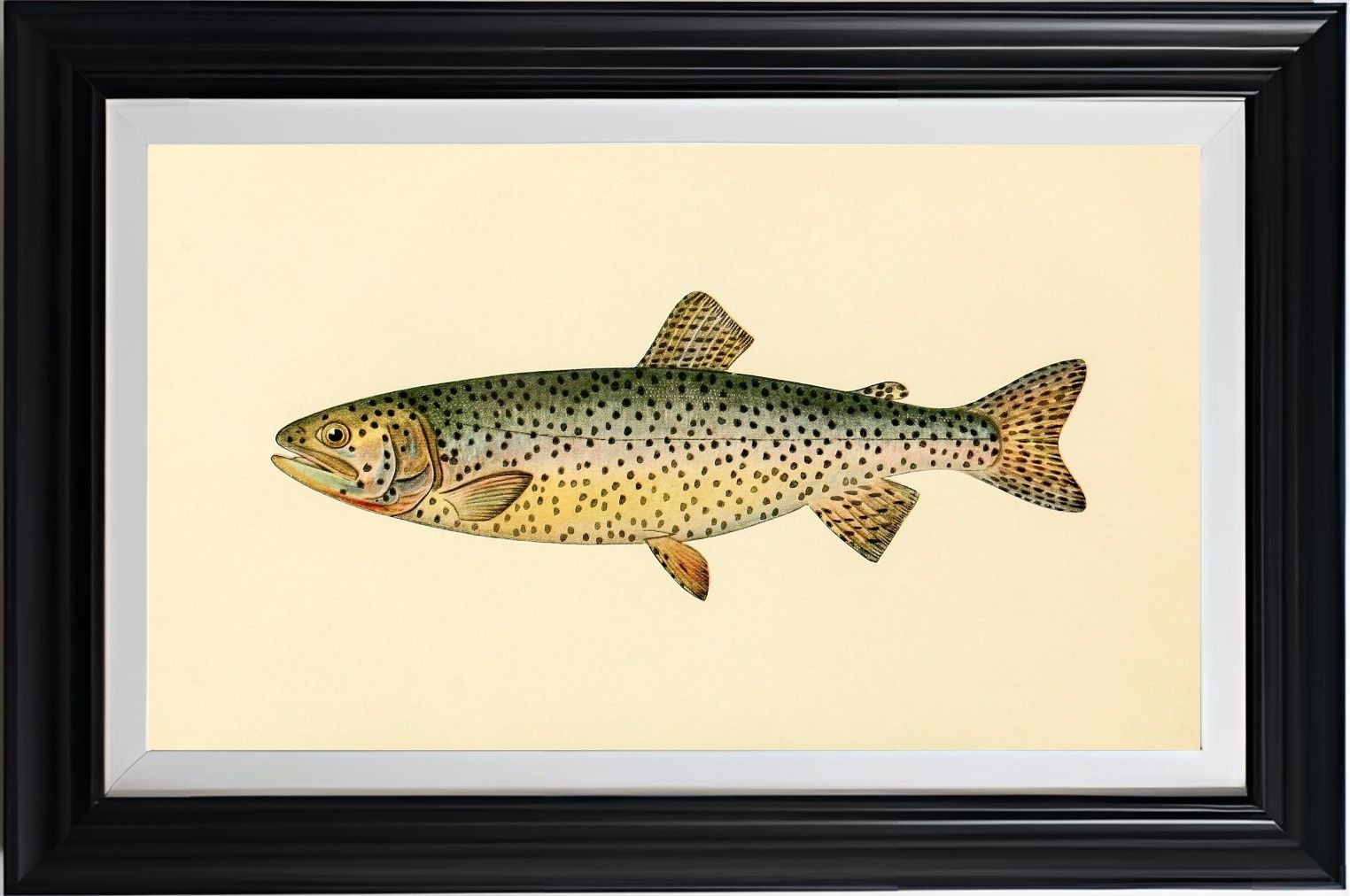 The Tahoe Trout (Adult Male) Salmo-Henshawi