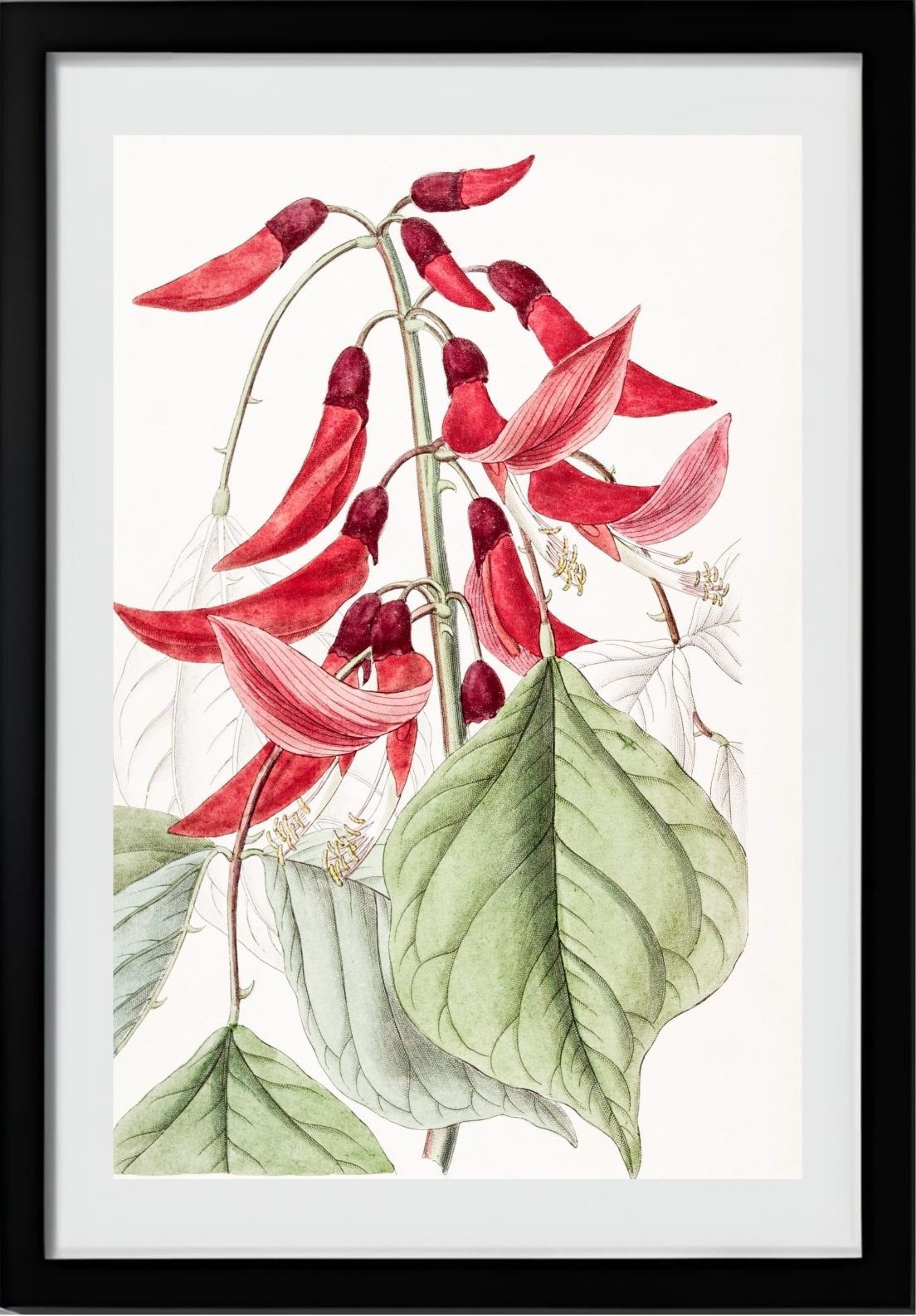 Mr. Bidwill's Erythrina
