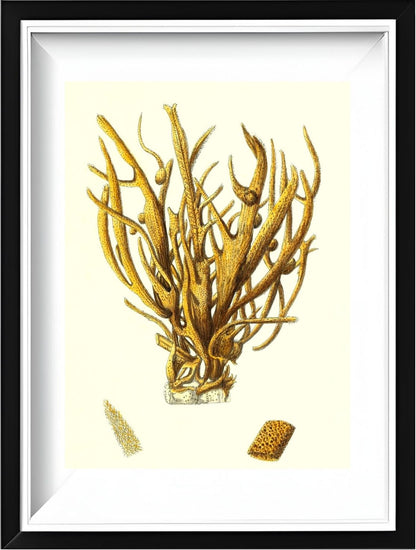 Spongia alcicornis
