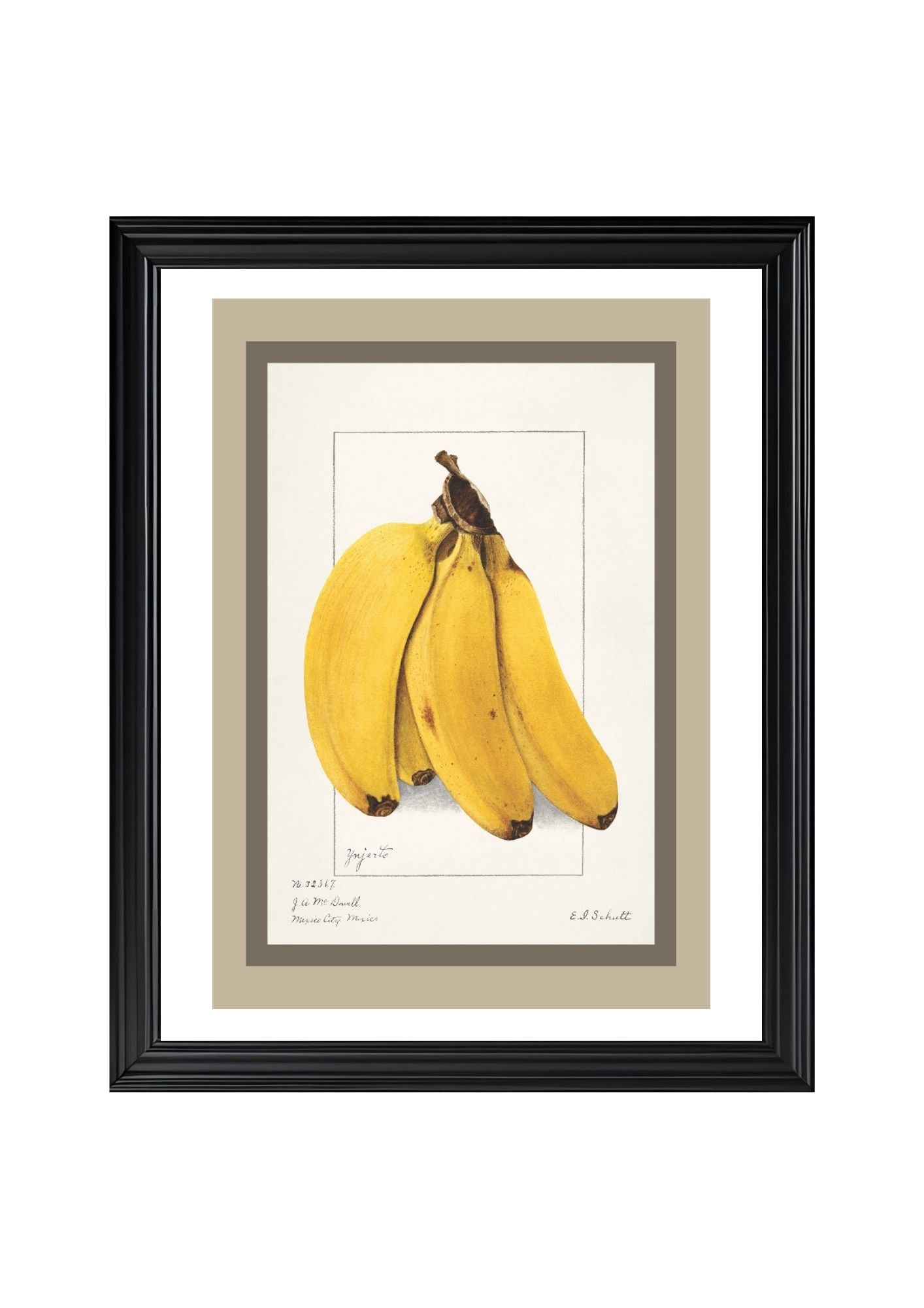 Bananas Musa
