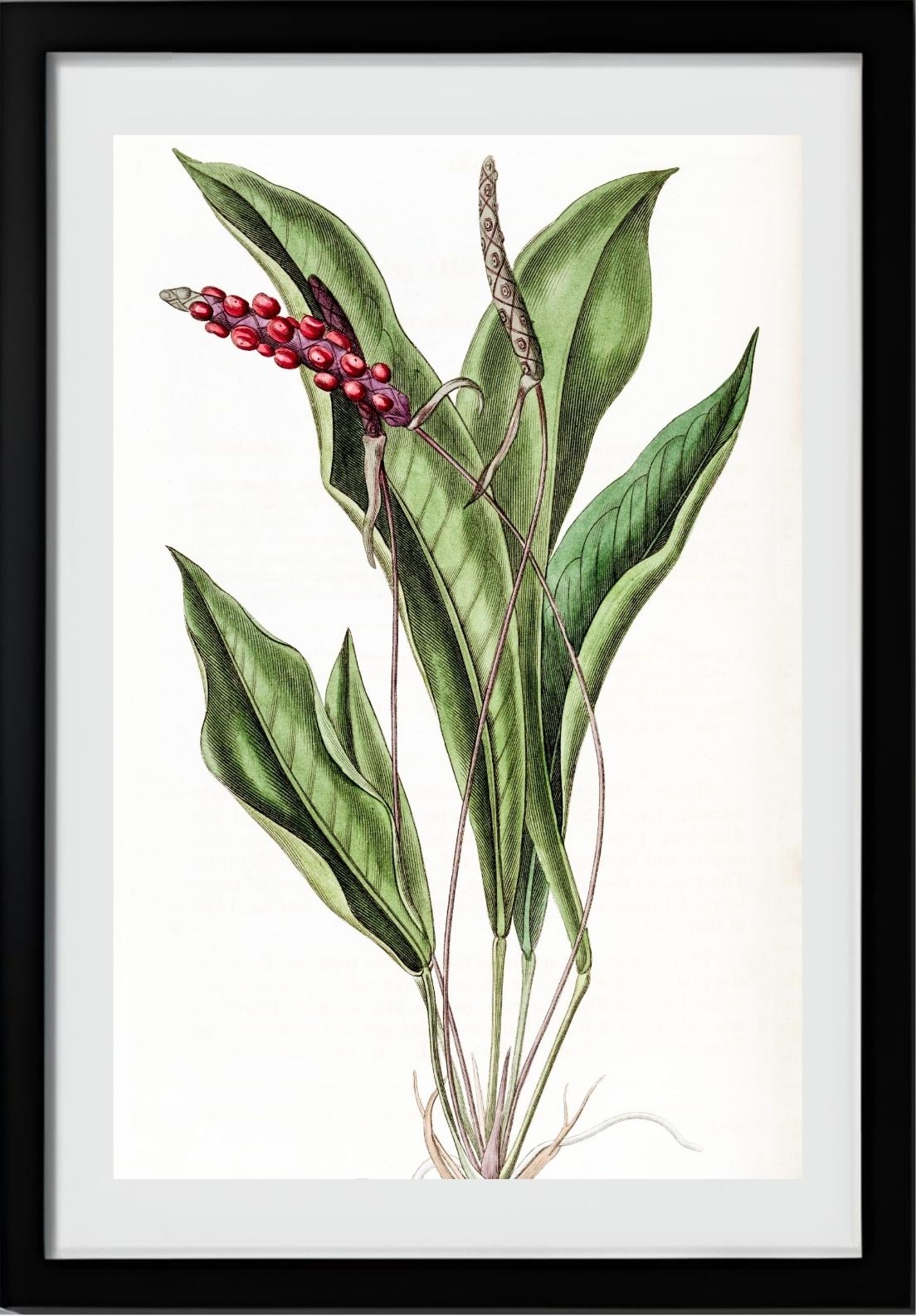 Slender Anthurium