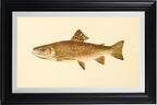 The Brook Trout (Adult Male) Salvelinus-Fontinalis (early summer coloration)