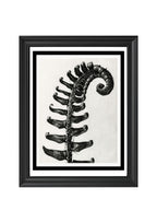 Polystichum Munitum (Prickly Shield Fern)