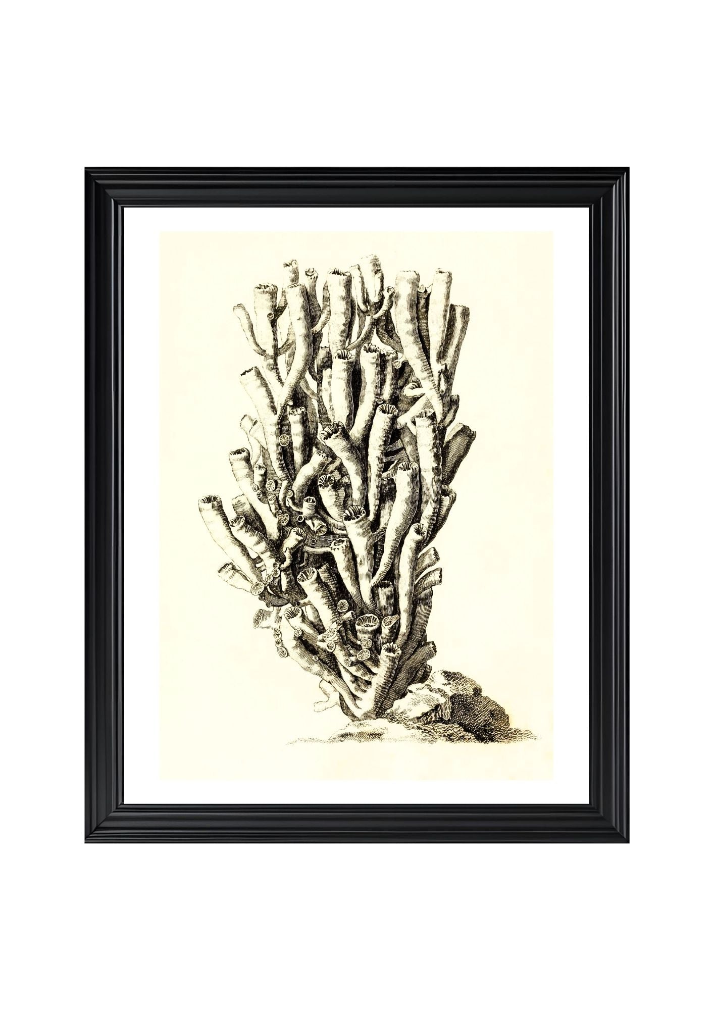Caryophyllia antophyllum