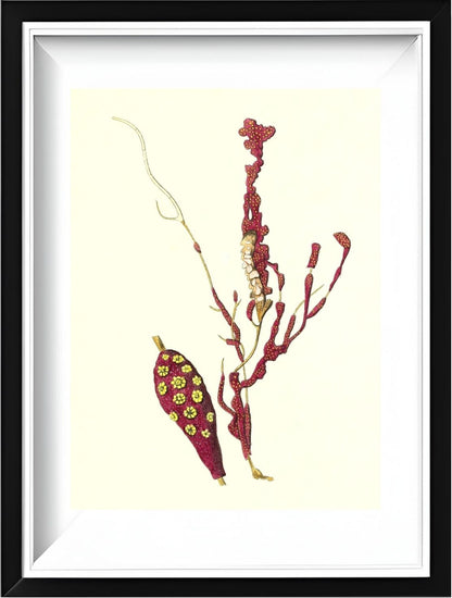 Gorgonia coralloides
