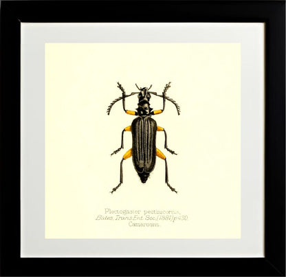 Plectogaster Pectinicornis