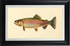The Golden Trout (Adult Male) Salmo-Gilberti