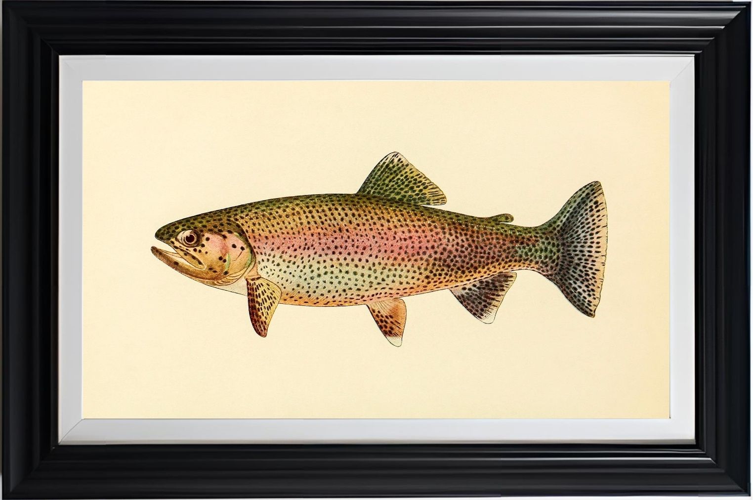 The Golden Trout (Adult Male) Salmo-Gilberti