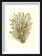Madrepora anthophyllites