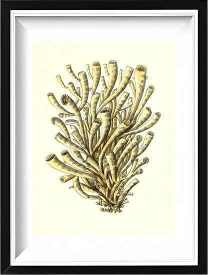 Madrepora anthophyllites