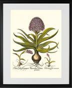 Peruvian squill, Pink spotted wild orchid, et al