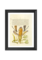 Damselflies, Spanish Iris, and Star-of-Bethlehem