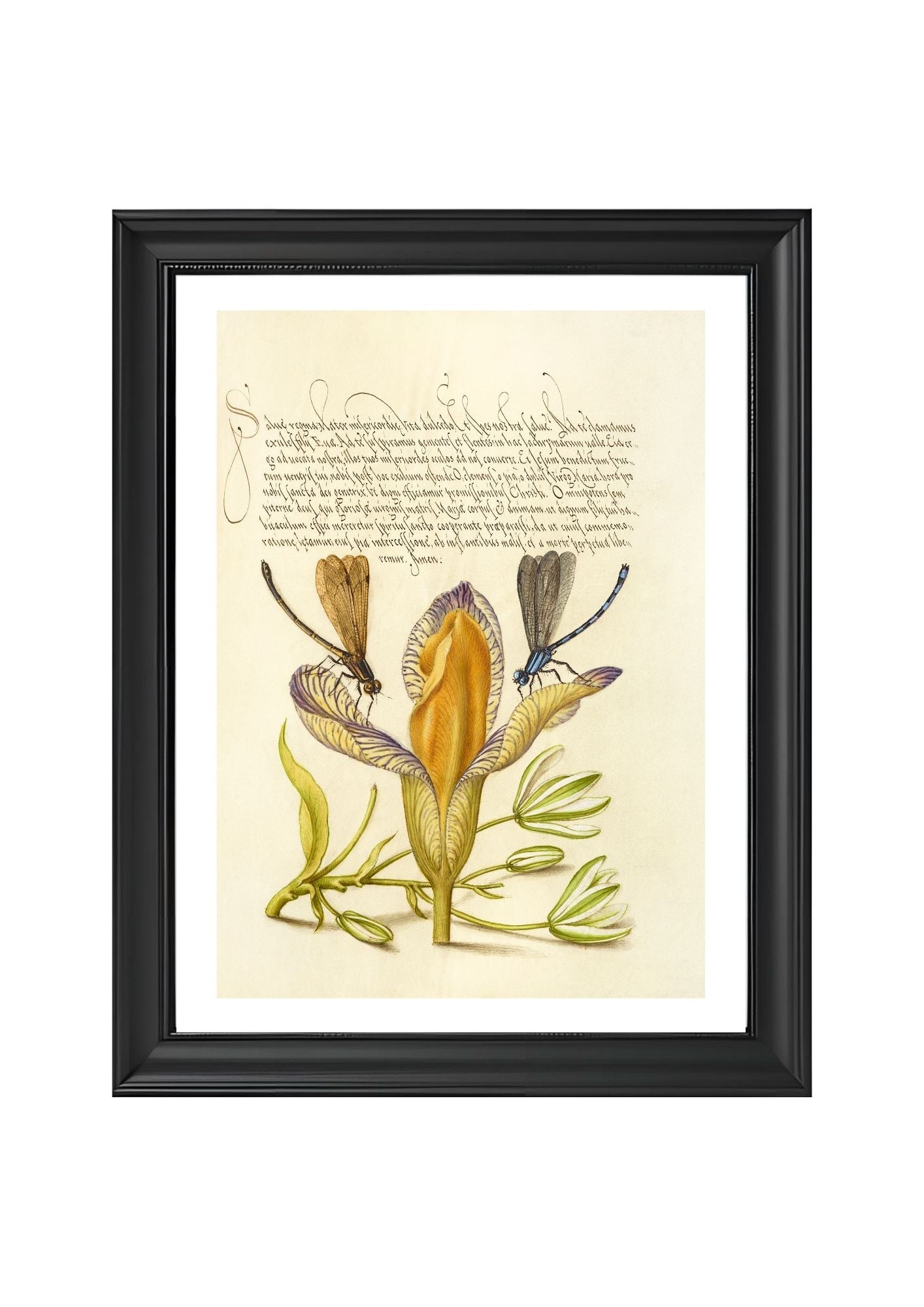 Damselflies, Spanish Iris, and Star-of-Bethlehem