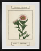 Common Carline