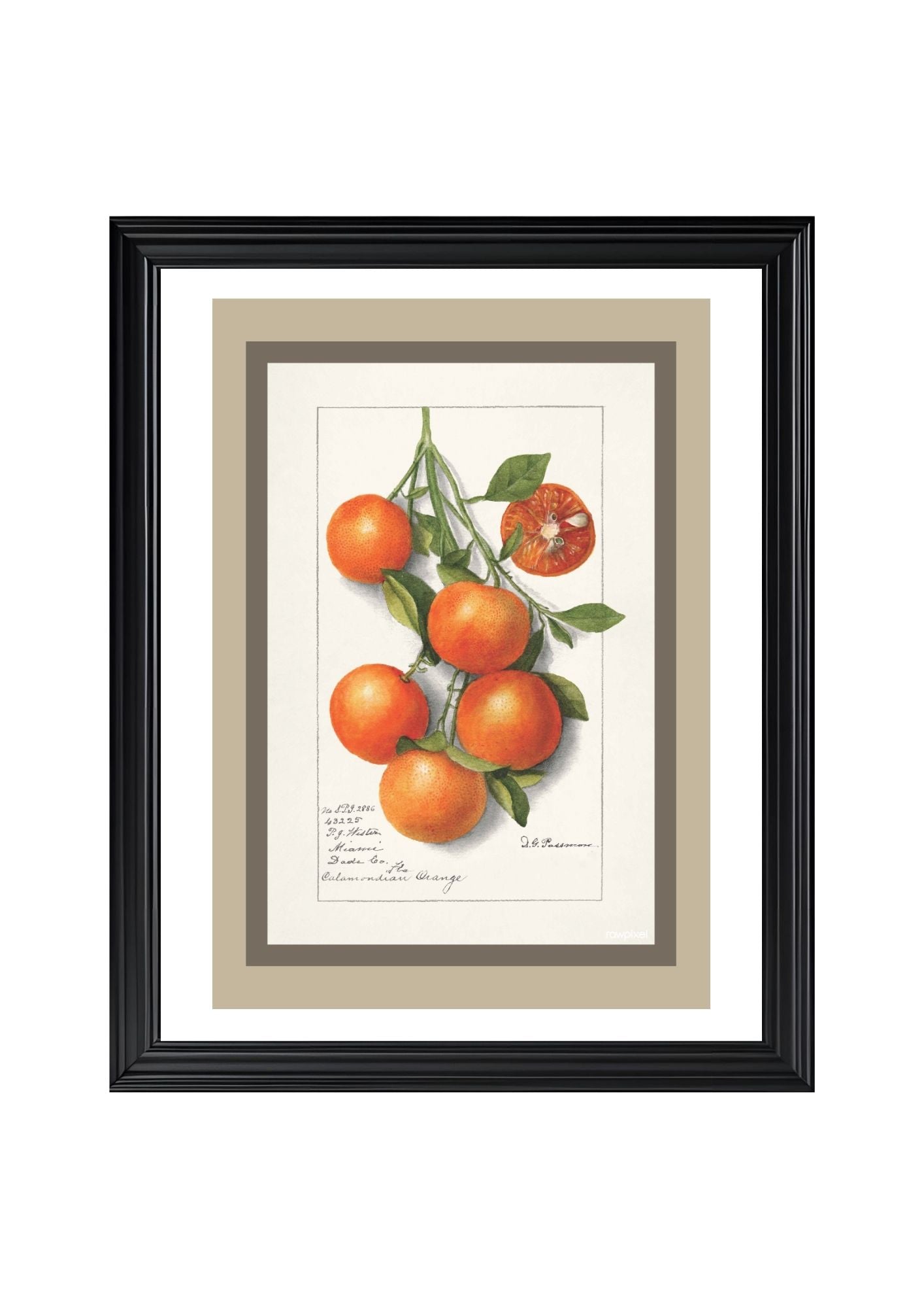 Oranges Calamondrian