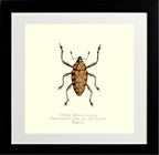 Cholus Haematostictus