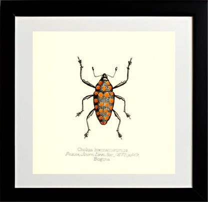 Cholus Haematostictus