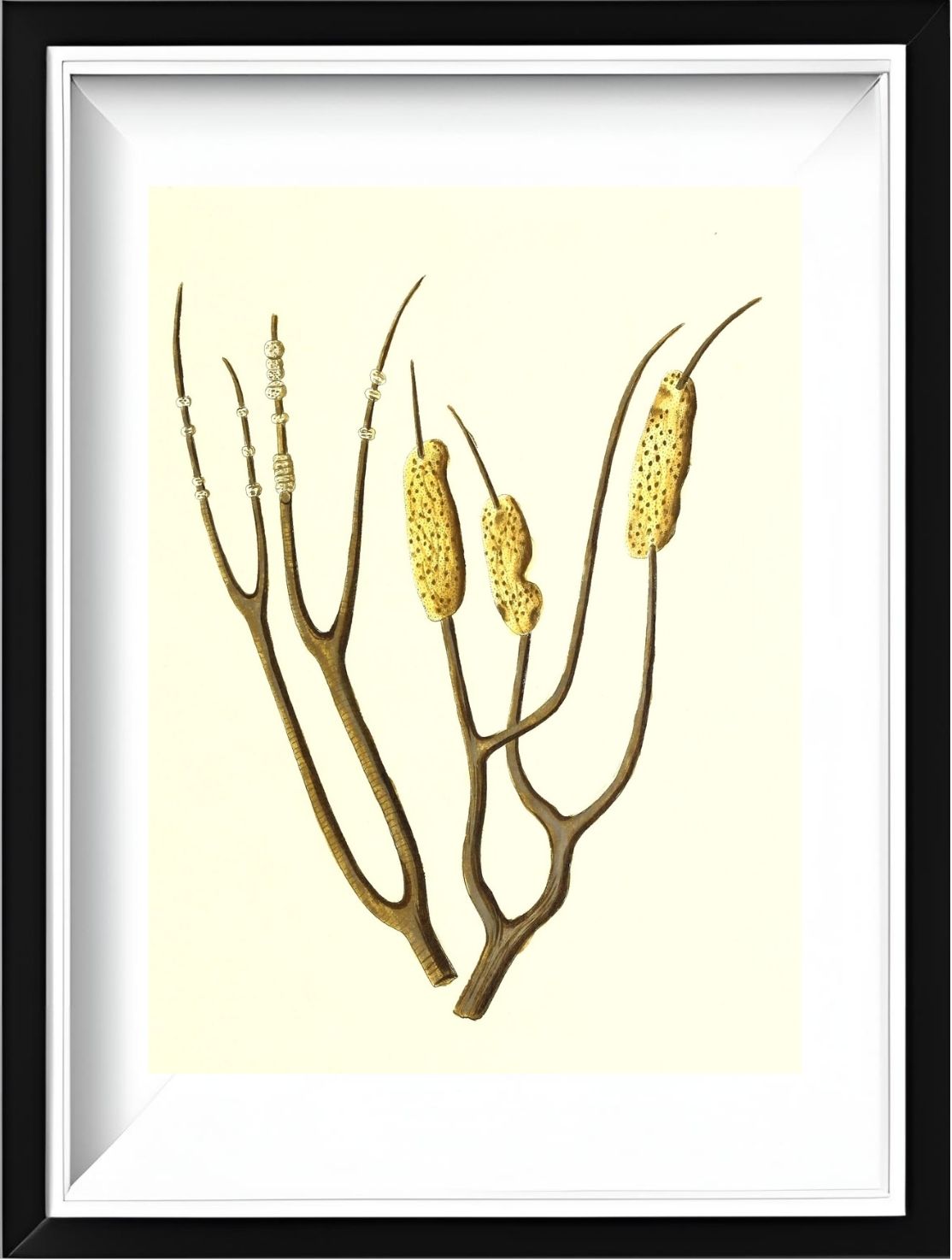 Gorgonia dichotoma