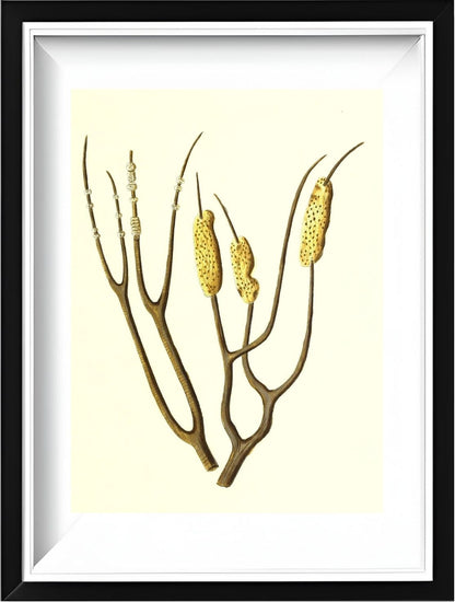 Gorgonia dichotoma