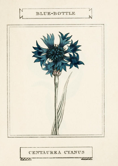 Blue-Bottle