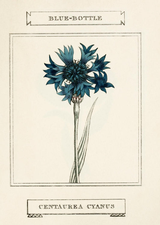Blue-Bottle