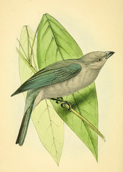 Blue-Grey Tanager