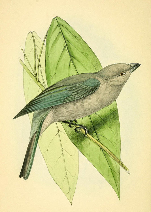Blue-Grey Tanager