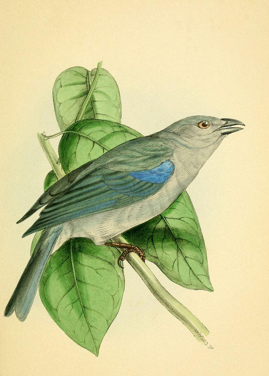 Blue-Shoulder'd Tanager