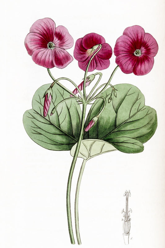 Bowie's Oxalis