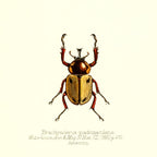 Brachysiderus Quadrimaculatus