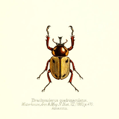 Brachysiderus Quadrimaculatus