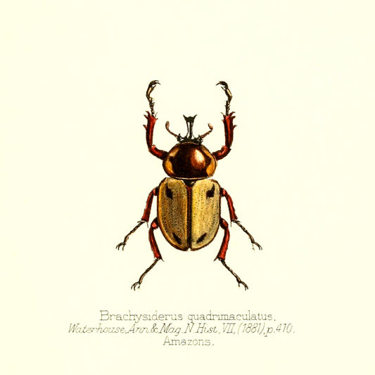 Brachysiderus Quadrimaculatus