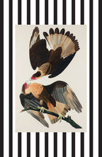 Brasilian Caracara