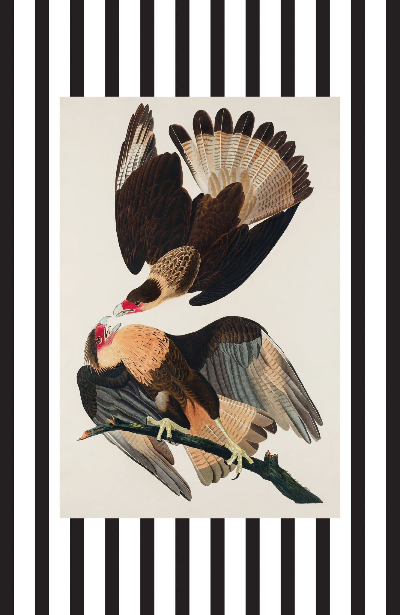 Brasilian Caracara