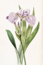 Bristle-Tipped Iris